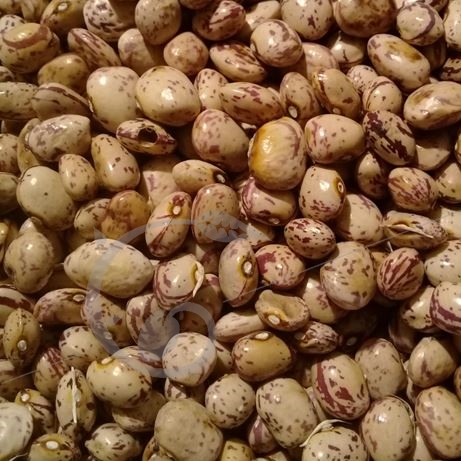 graine et semence Haricot à rame mangetout Crochu des Cévennes