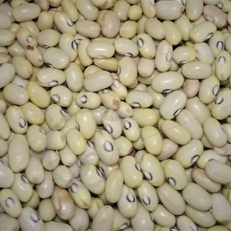 graine et semence Haricot nain à écosser Coco jaune de Limoges