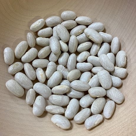 graine et semence Haricot nain à écosser Lingot