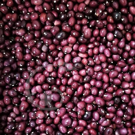 graine et semence Haricot à rame à écosser Coco de la Meuse