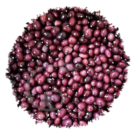graine et semence Haricot à rame à écosser Coco de la Meuse