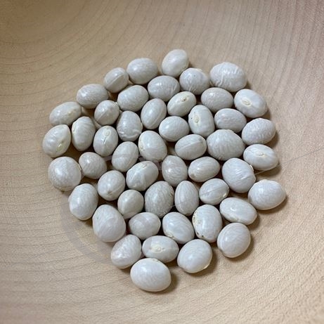 graine et semence Haricot nain à écosser Coco blanc précoce