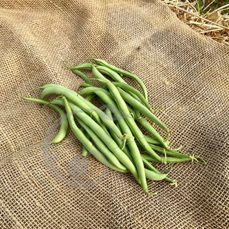 graine et semence Haricot nain mangetout Contender