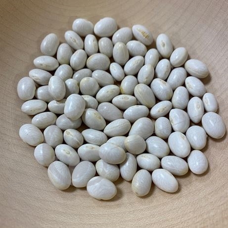 graine et semence Haricot nain à écosser Coco Cocagne