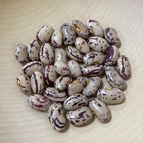 graine et semence Haricot nain à écosser Langue de feu