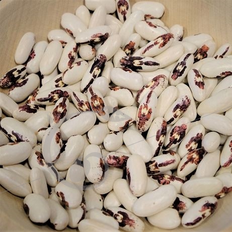 graine et semence Haricot nain à écosser nombril de bonne soeur