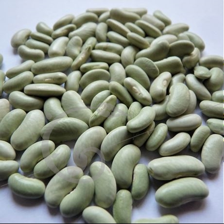 graine et semence Haricot nain à écosser Flageolet Chevrier vert