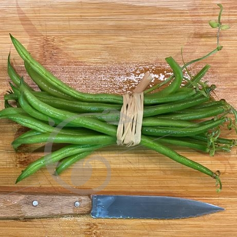 graine et semence Haricot nain filet sans fil Pongo