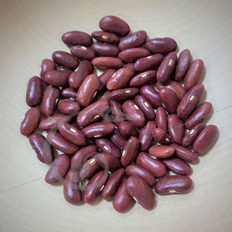 graine et semence Haricot nain à écosser Flageolet rouge