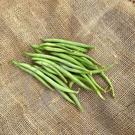 graine et semence Haricot nain mangetout Delinel