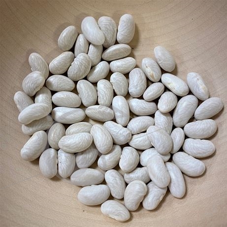 graine et semence Haricot nain à écosser Michelet