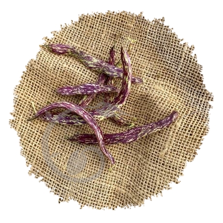 graine et semence Haricot nain mangetout plat marbré merveille du Piémont