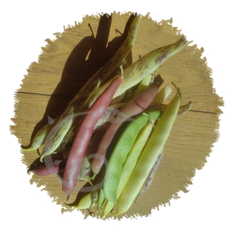 graine et semence Haricot nain mangetout plat en mélange