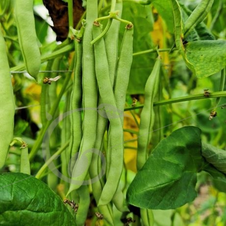 graine et semence Haricot à rame mangetout Phénomène