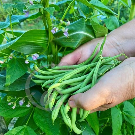 graine et semence Haricot à rame filet sans fil Emerite