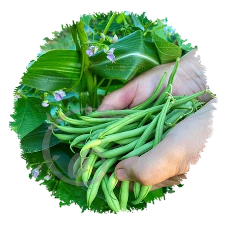 graine et semence Haricot à rame filet sans fil Emerite