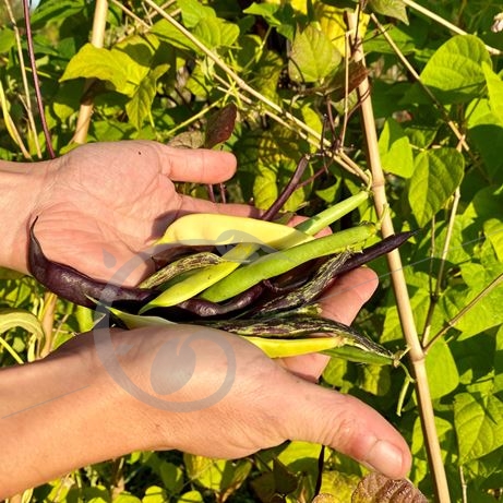 graine et semence Haricots à rame mangetout mélange de couleurs