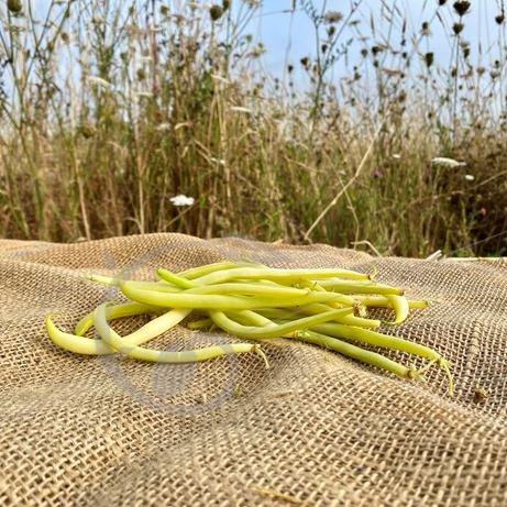 graine et semence Haricot nain mangetout beurre Rocbrun