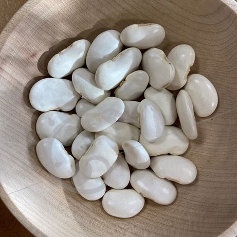 graine et semence Haricot à rame à écosser Soissons blanc