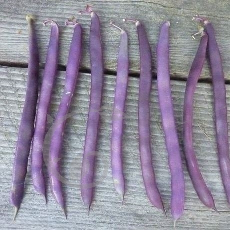 graine et semence Haricot à rame mangetout à cosse violette