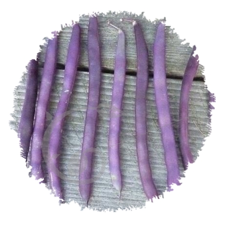 graine et semence Haricot à rame mangetout à cosse violette