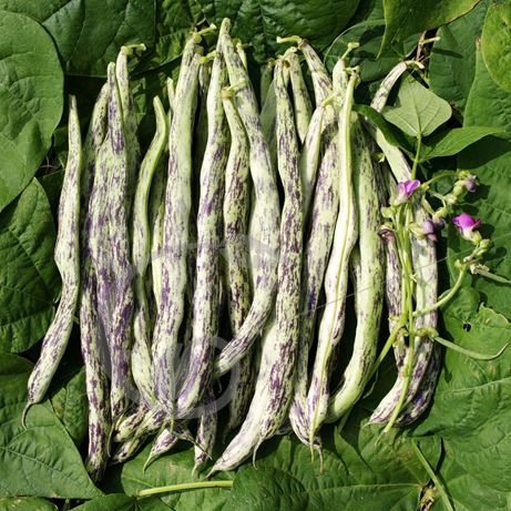 graine et semence Haricot à rame mangetout marbré Weinlanderin