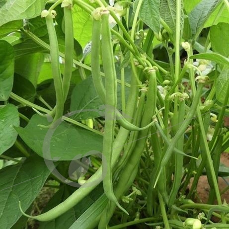 graine et semence Haricot nain mangetout Slenderette