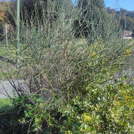 graine et semence Haie fleurie Spartier à tige de jonc