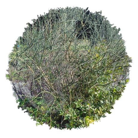 graine et semence Haie fleurie Spartier à tige de jonc