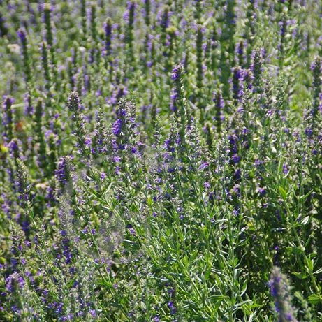 graine et semence Hysope officinale