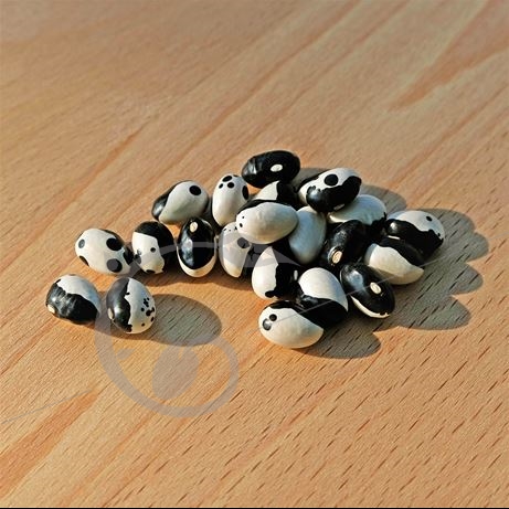 graine et semence Haricot nain à écosser Yin Yang