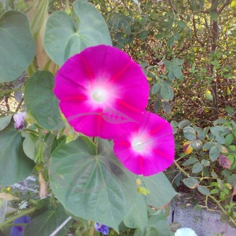 graine et semence Ipomée Bohemian Shades