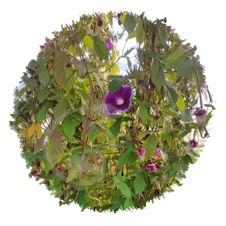 graine et semence Ipomée bicolore morning call