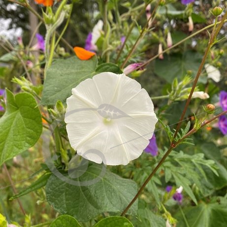 graine et semence Ipomée blanche