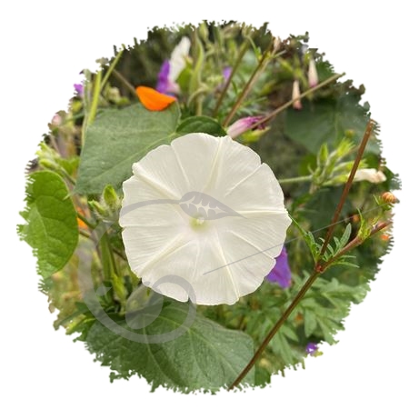 graine et semence Ipomée blanche