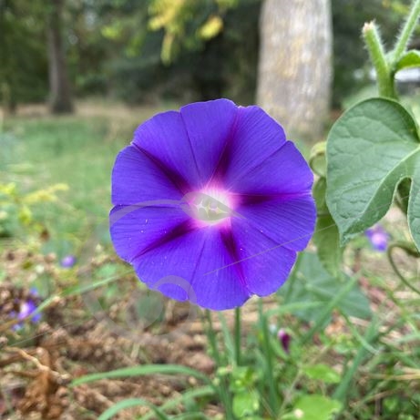 graine et semence Ipomée bleue