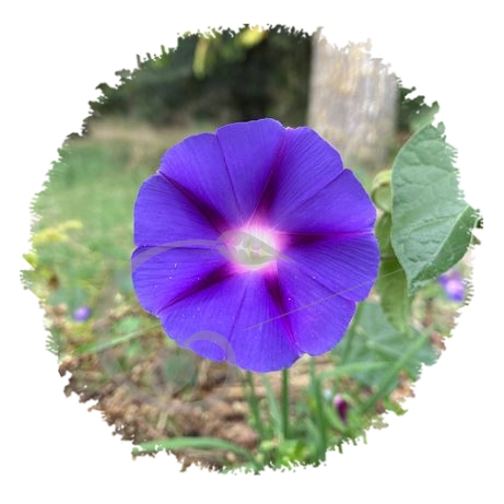 graine et semence Ipomée bleue