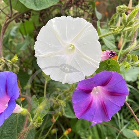 graine et semence Ipomées volubilis en mélange
