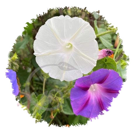graine et semence Ipomées volubilis en mélange