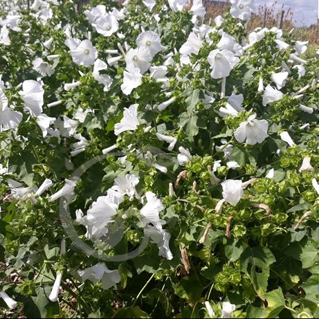 graine et semence Lavatère blanche