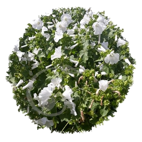 graine et semence Lavatère blanche