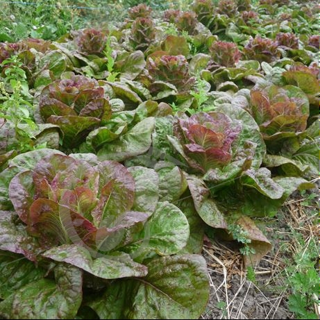 graine et semence Laitue romaine Angèle