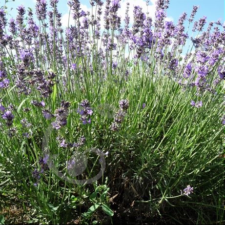 graine et semence Lavande officinale