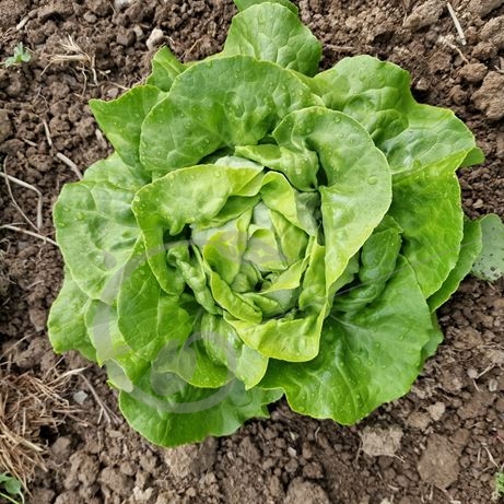 graine et semence Laitue pommée du bon jardinier