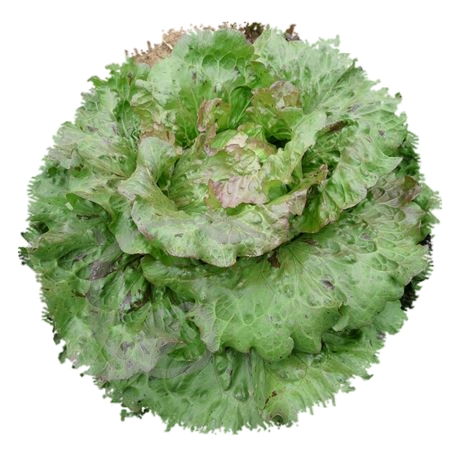 graine et semence Laitue batavia goutte de sang