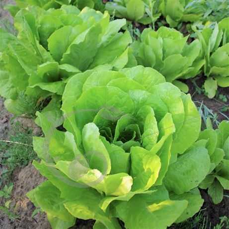 graine et semence Laitue romaine Chicon des Charentes