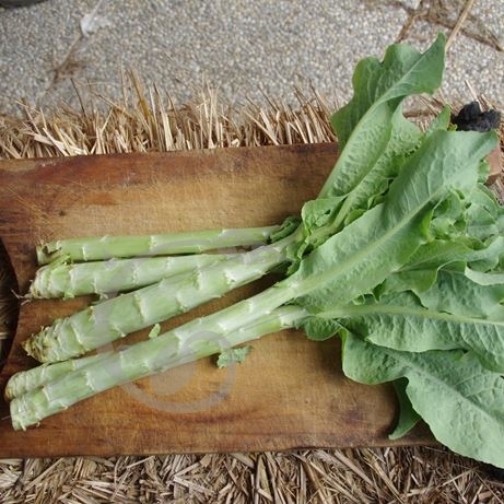 graine et semence Laitue-asperge Celtuce