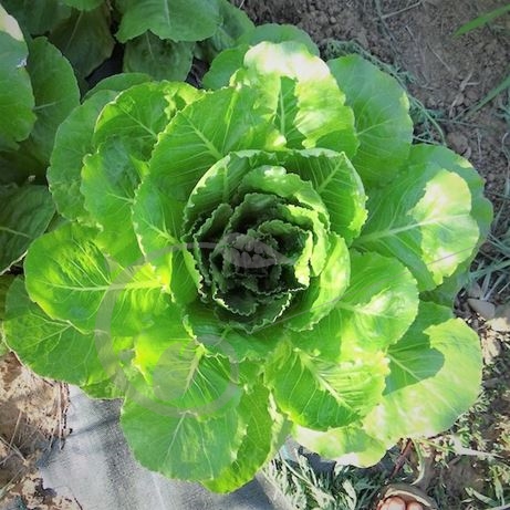 graine et semence Laitue romaine Escalona negra