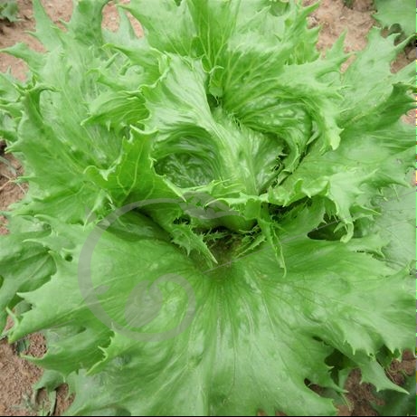 graine et semence Laitue batavia frisée de Beauregard reine des glaces