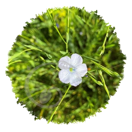 graine et semence Lin bleu population